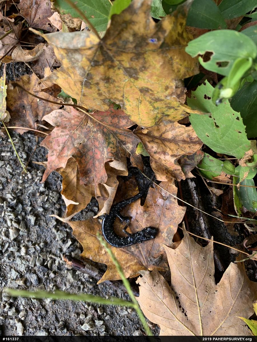 Northern Slimy Salamander
