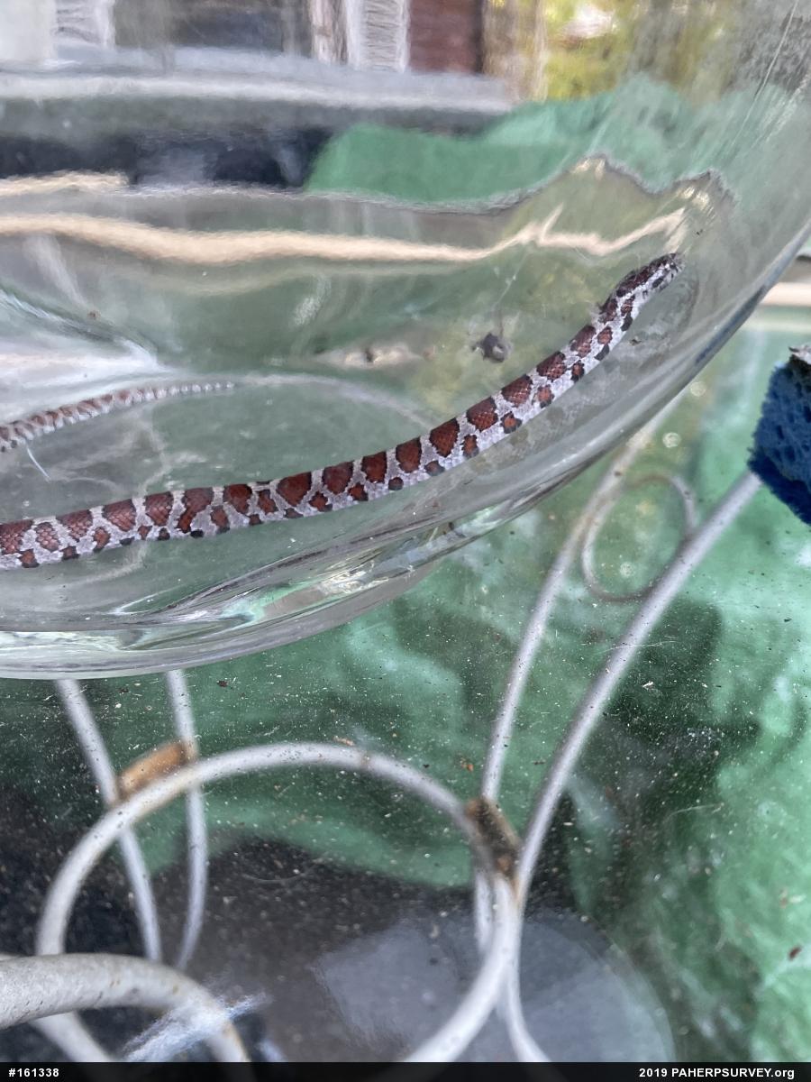 Eastern Milksnake