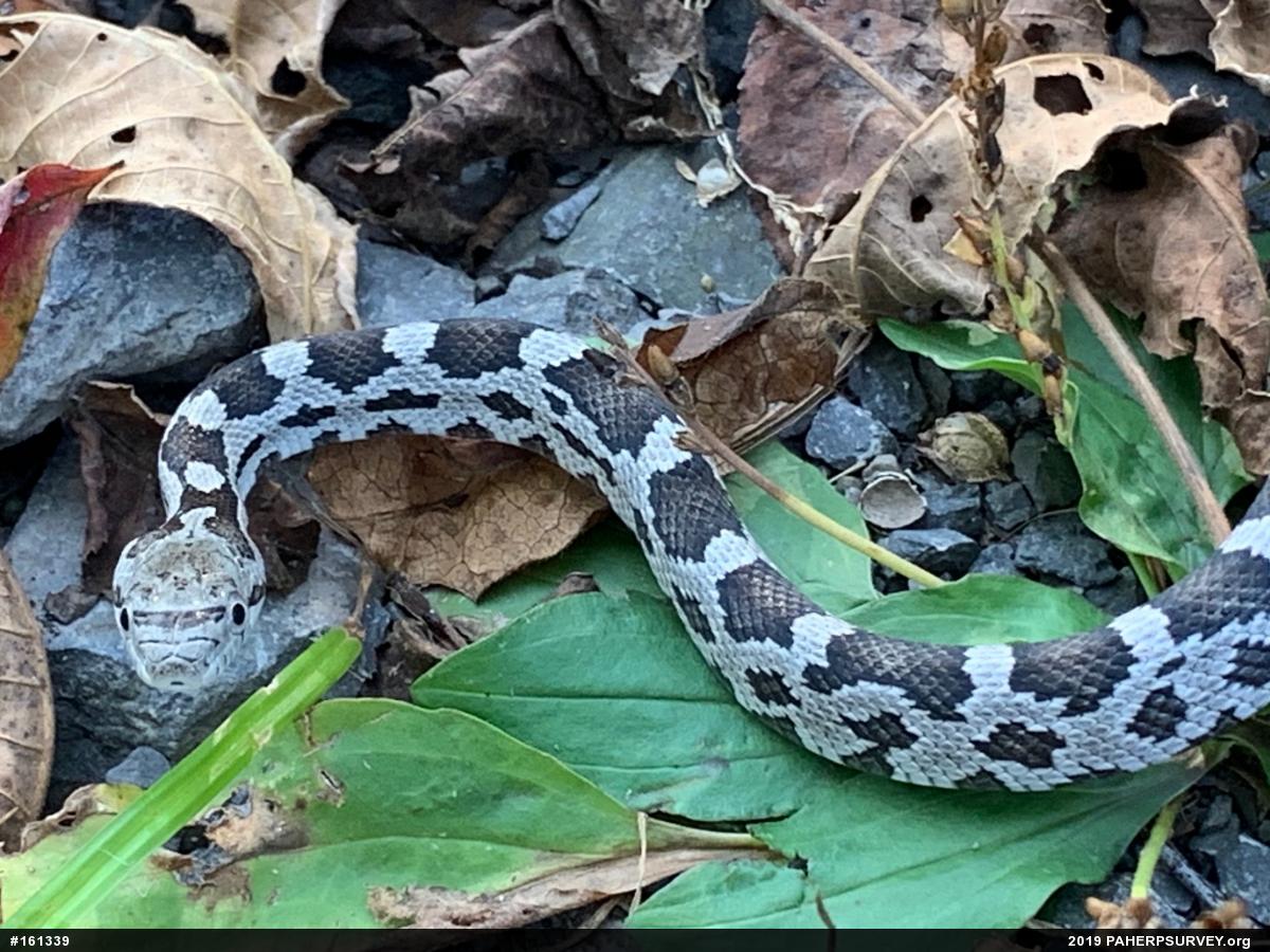 Eastern Ratsnake