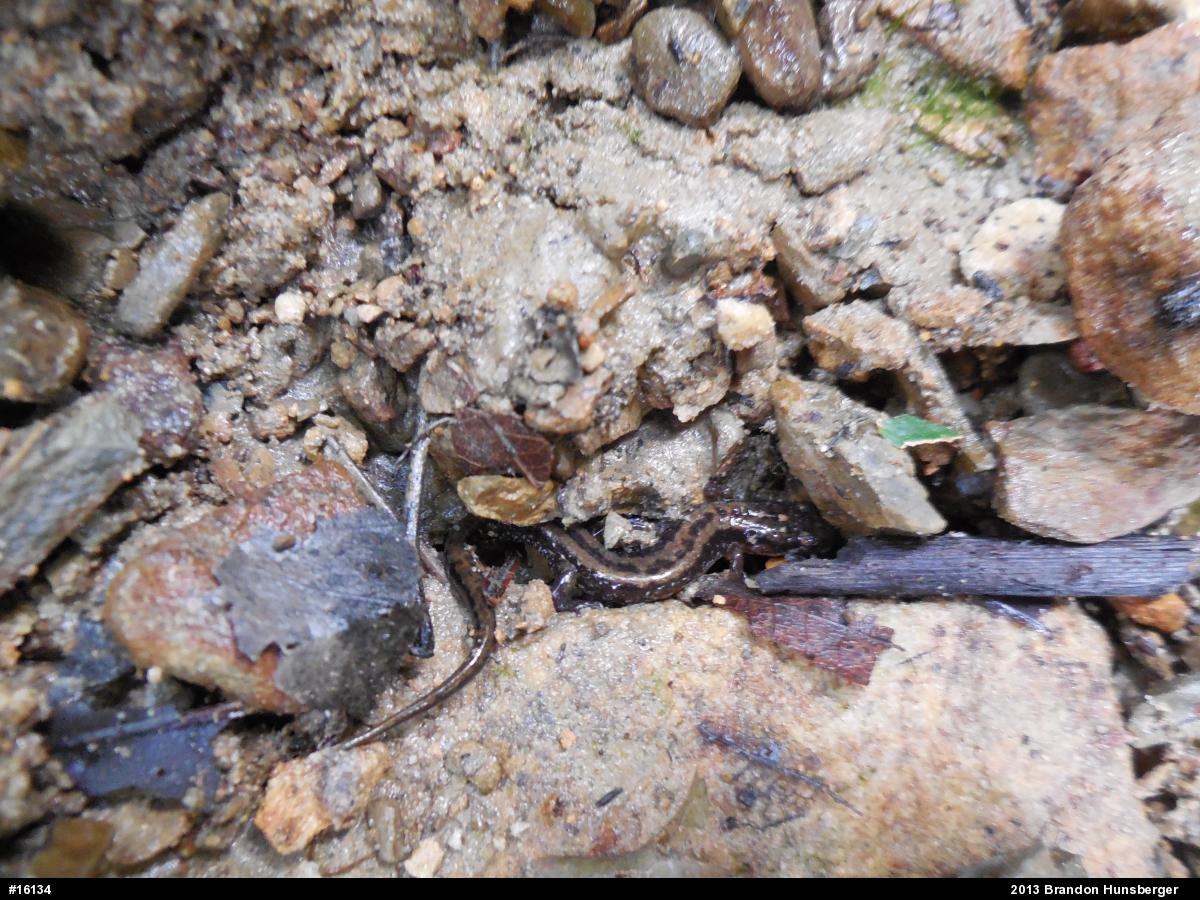 Allegheny Mountain Dusky Salamander