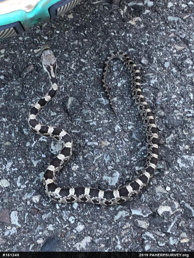 Eastern Ratsnake