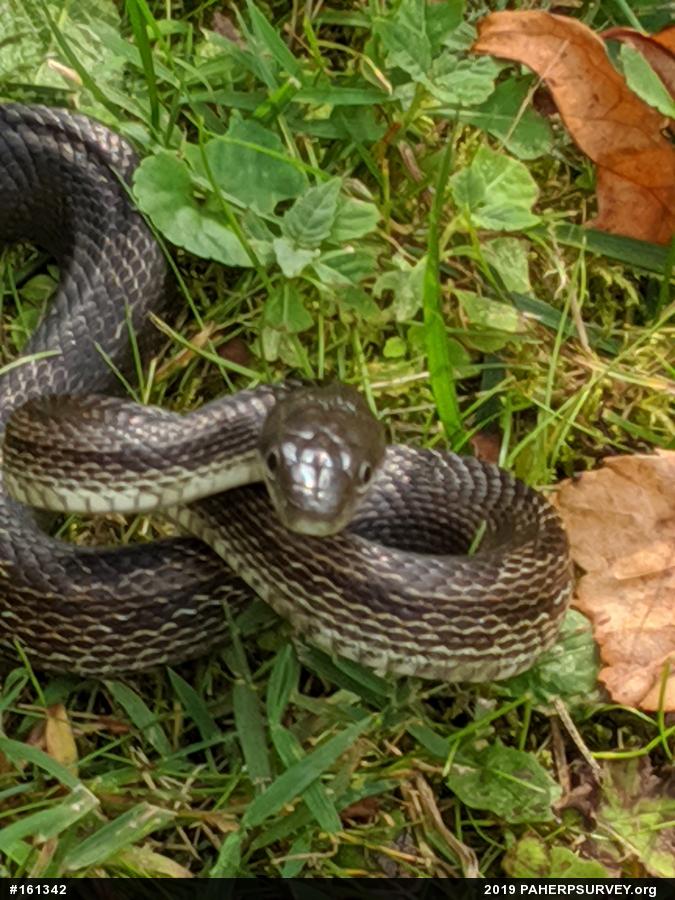Eastern Ratsnake
