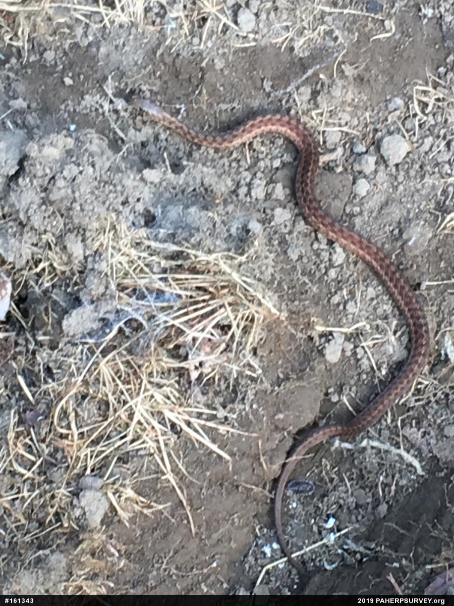 Eastern Gartersnake