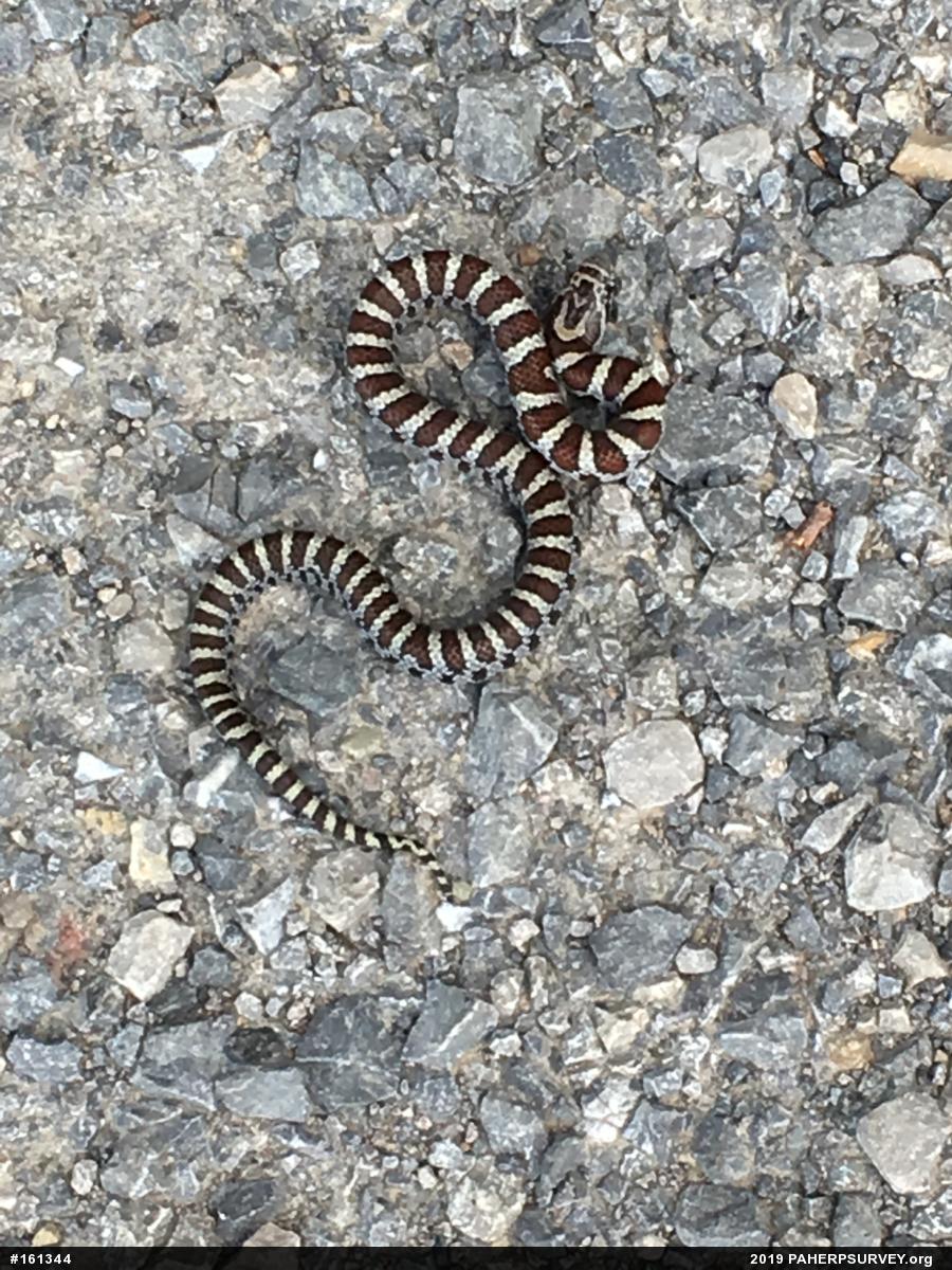 Eastern Milksnake