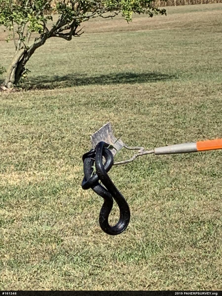 Eastern Ratsnake