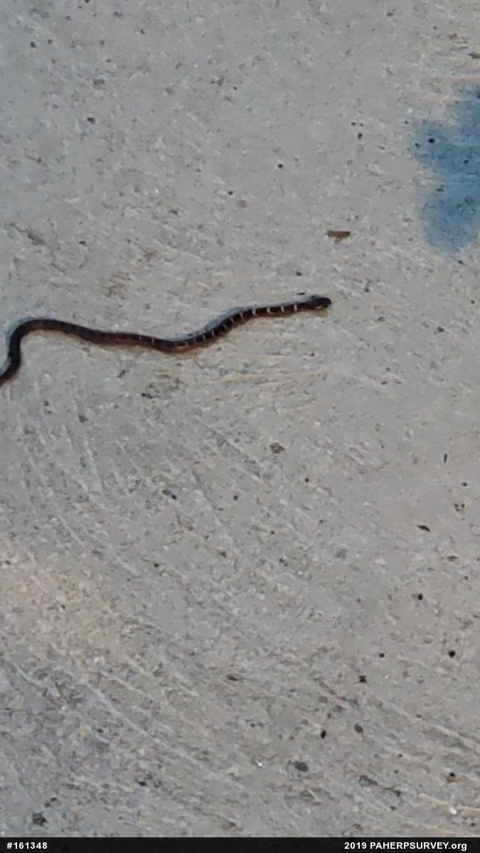 Eastern Milksnake