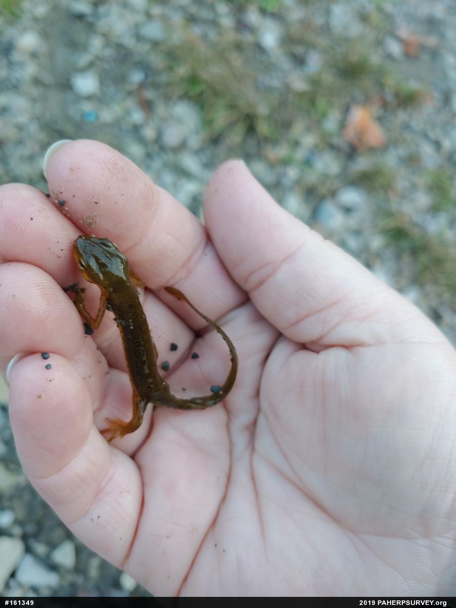 Red-spotted Newt