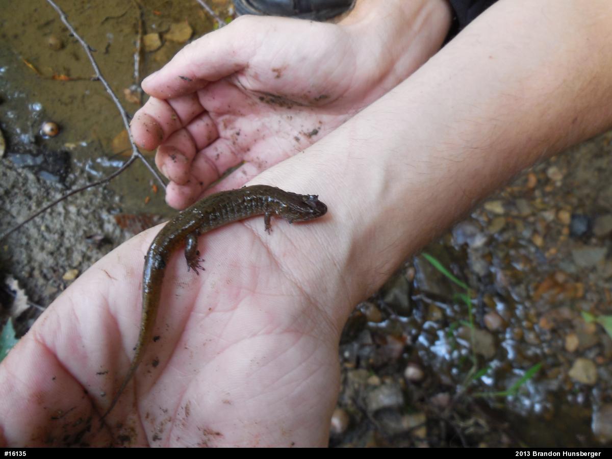 Northern Dusky Salamander