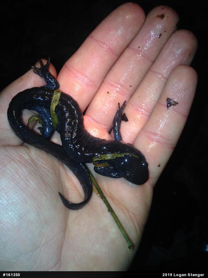 Jefferson Salamander
