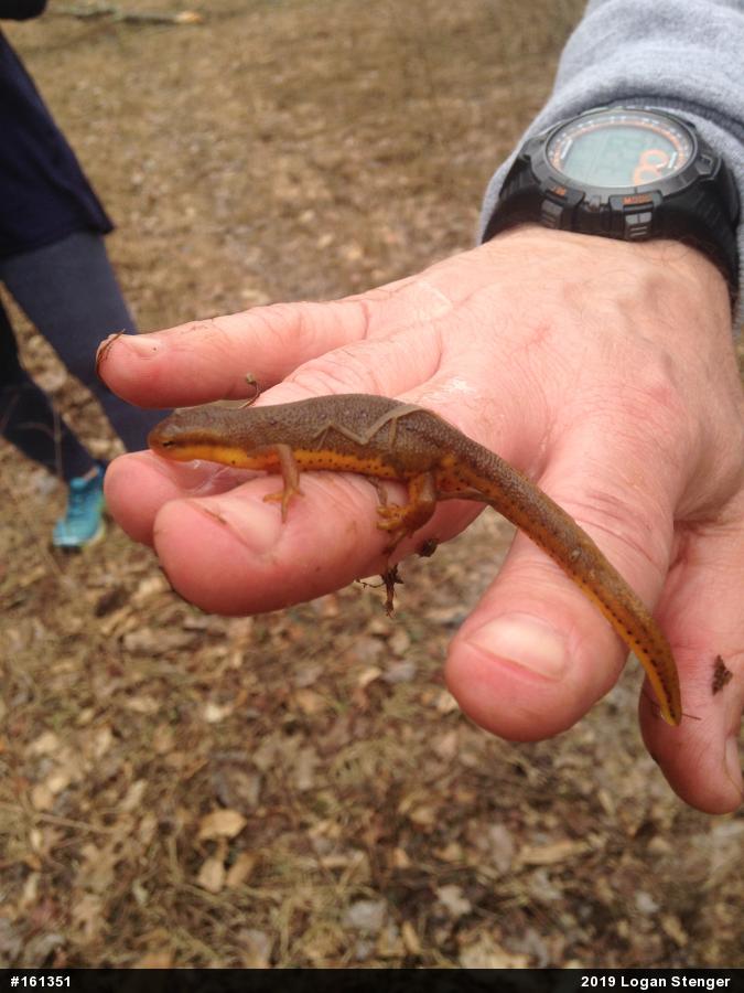 Red-spotted Newt