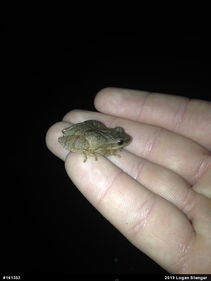 Spring Peeper