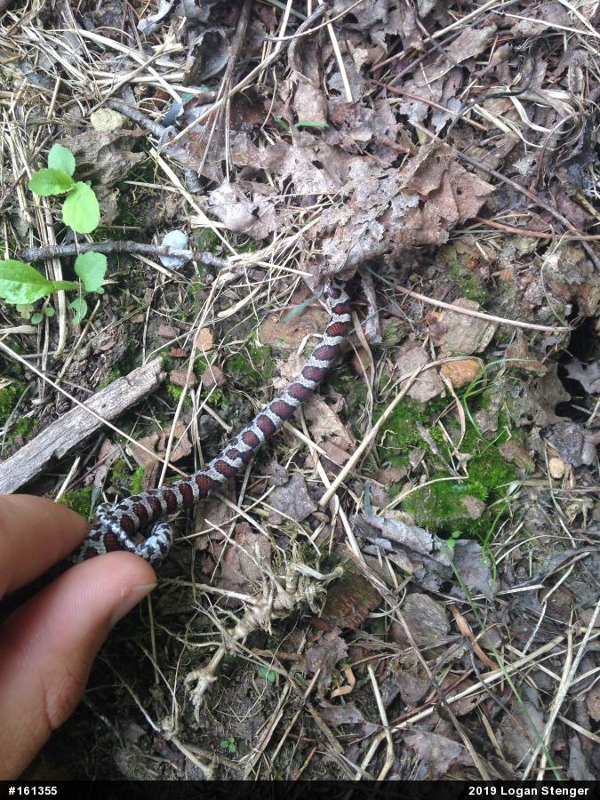 Eastern Milksnake