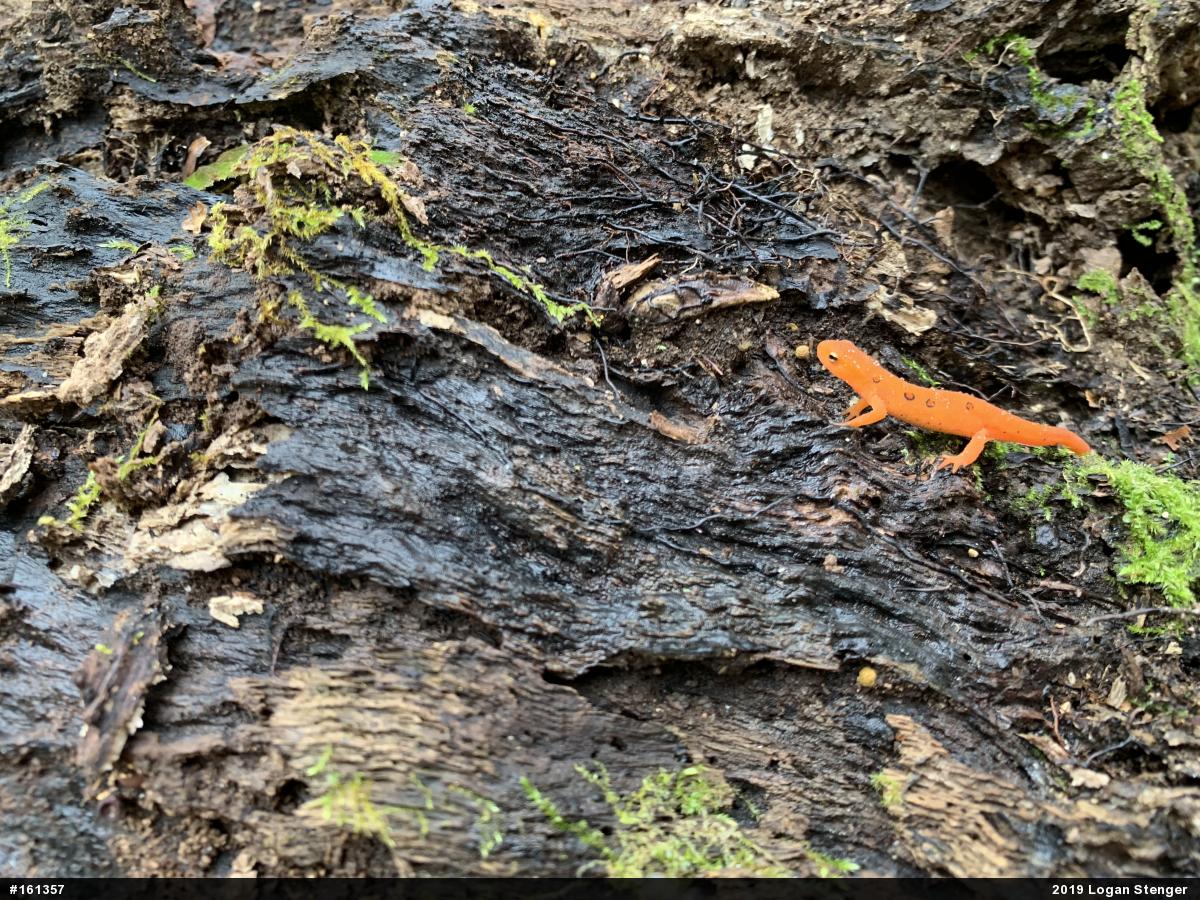 Red-spotted Newt
