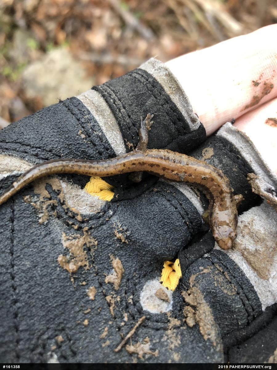 Allegheny Mountain Dusky Salamander