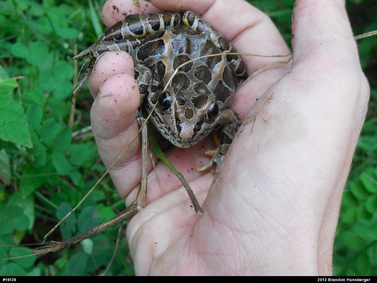 Pickerel Frog