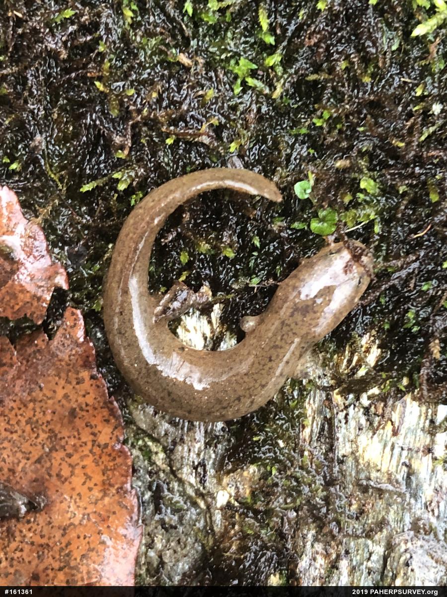 Northern Red Salamander