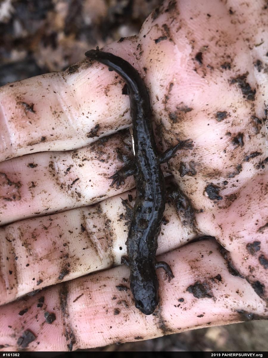 Northern Dusky Salamander