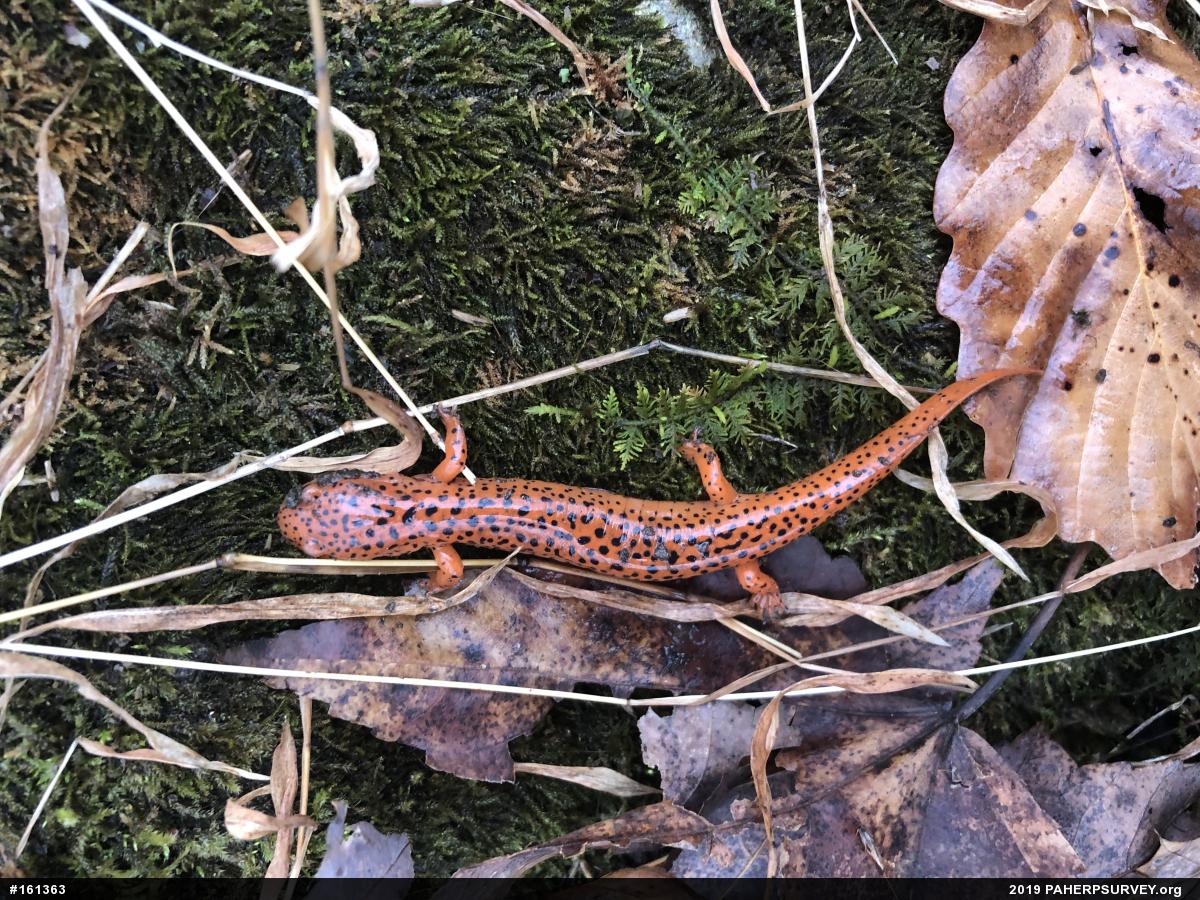 Northern Red Salamander