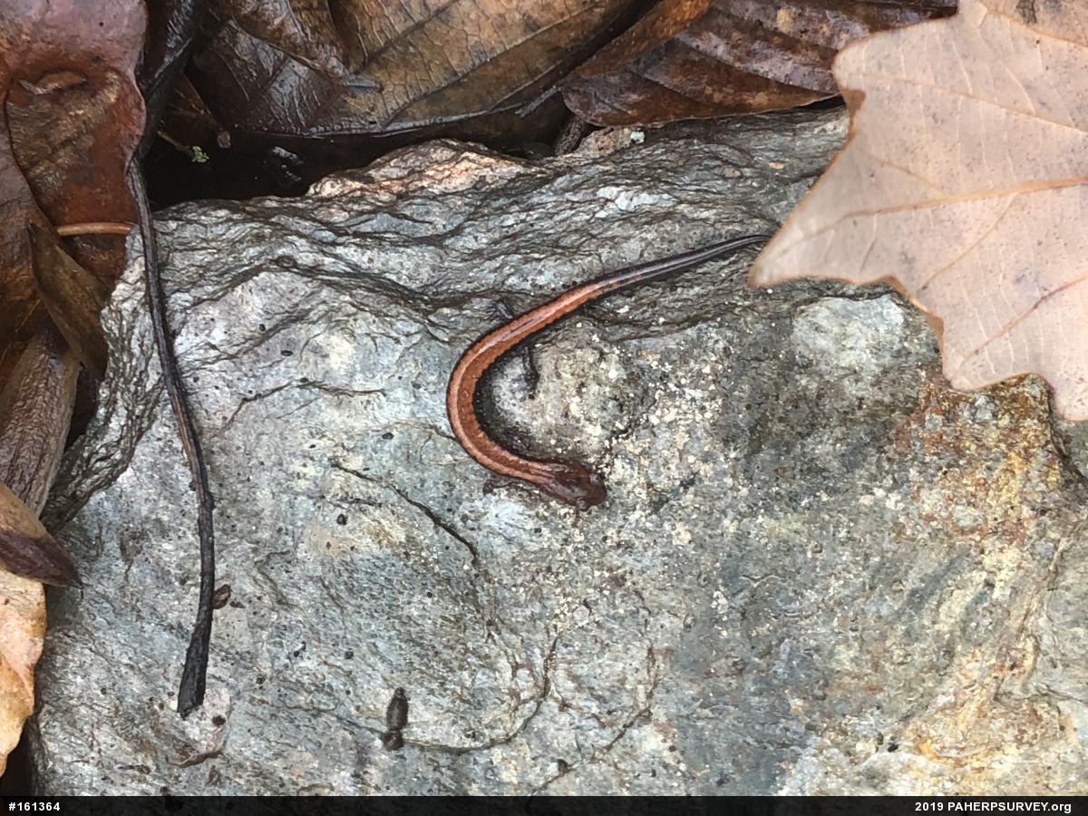 Eastern Red-backed  Salamander