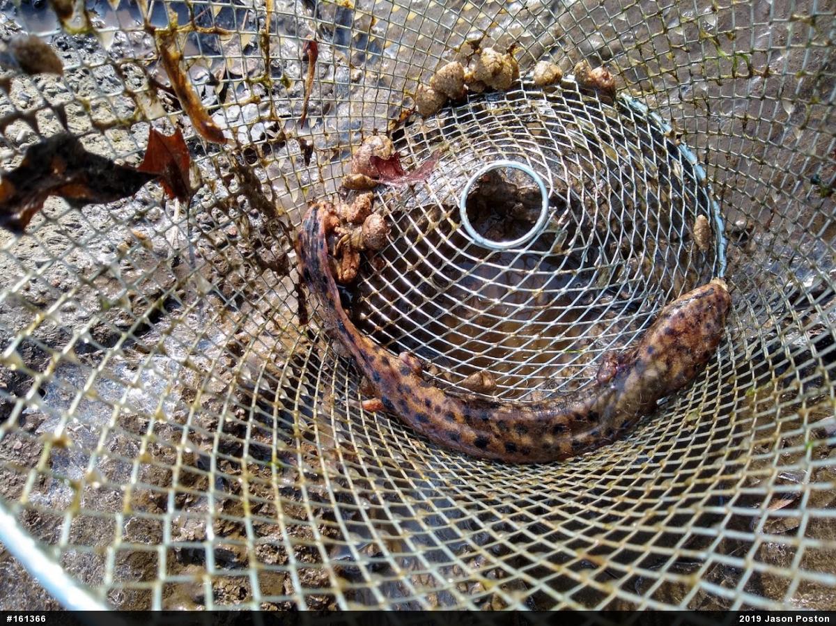 Common Mudpuppy