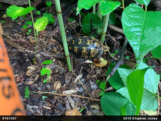 Eastern Box Turtle