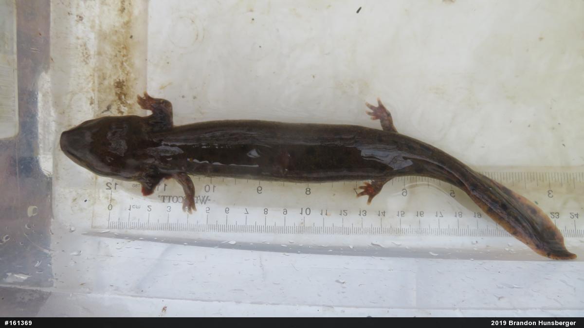 Common Mudpuppy