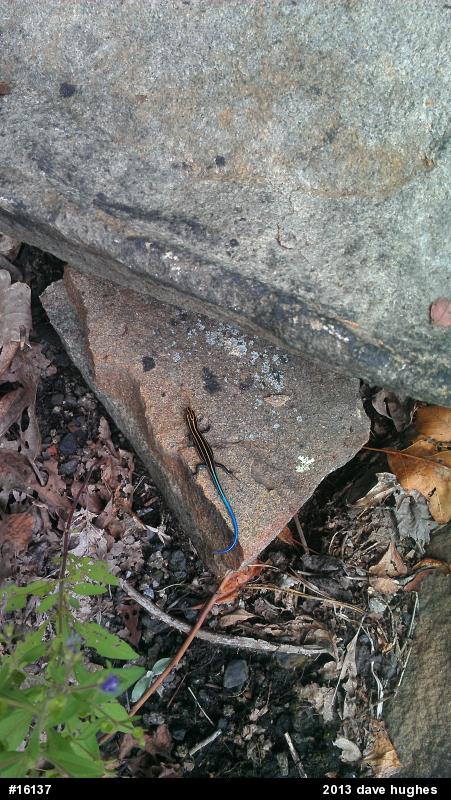 Common Five-lined Skink