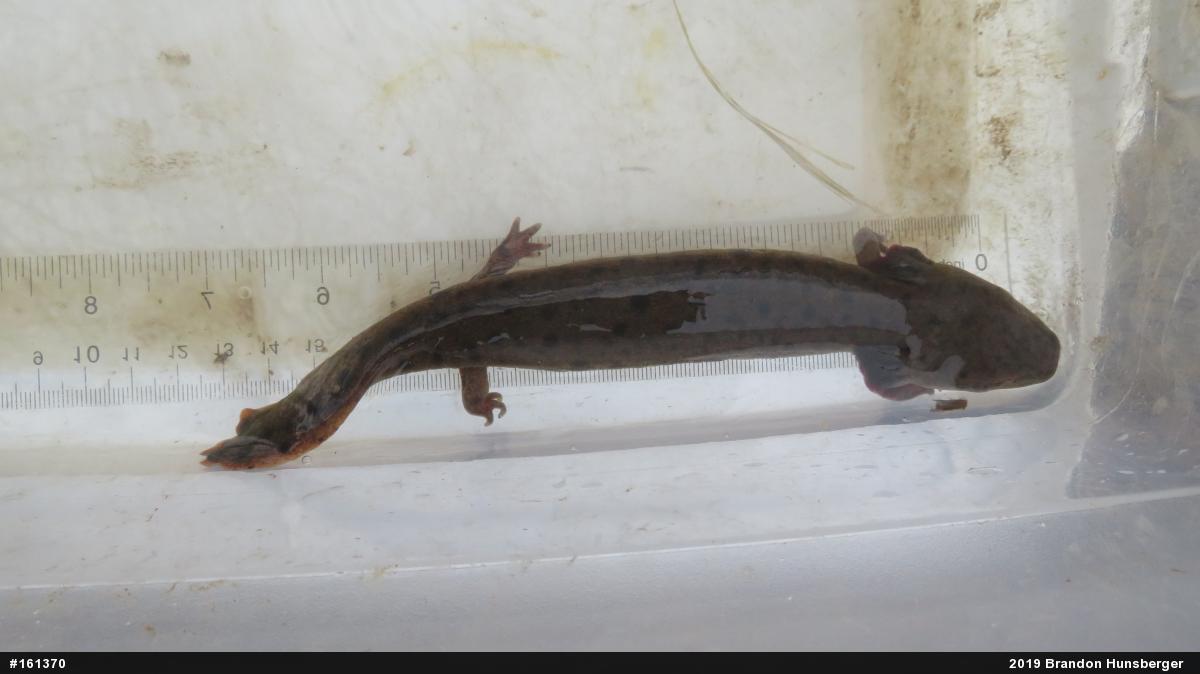 Common Mudpuppy