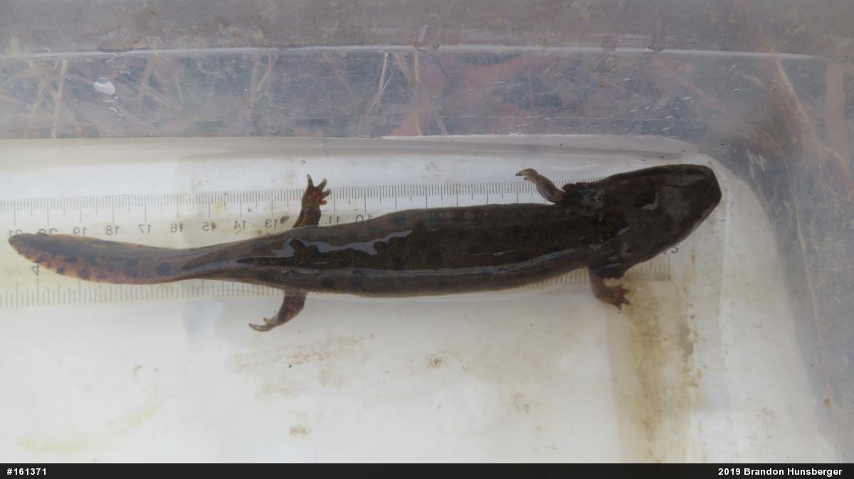 Common Mudpuppy