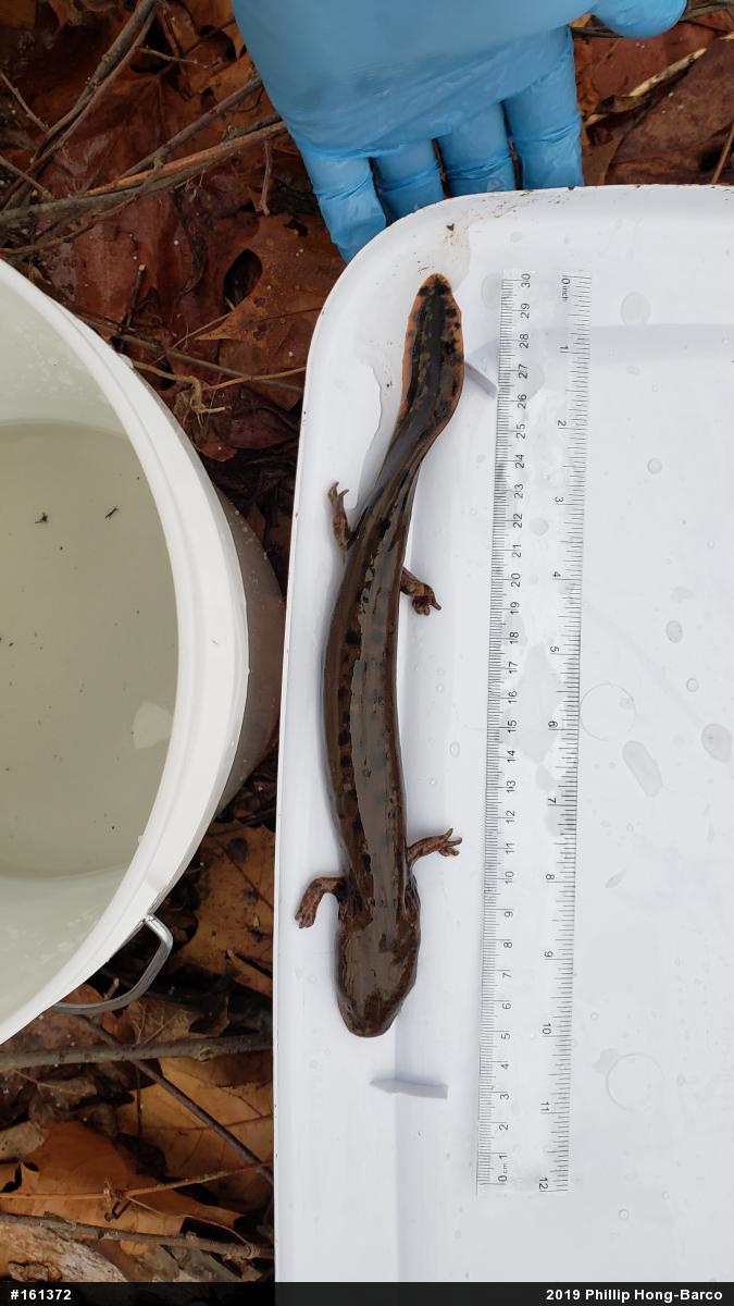 Common Mudpuppy