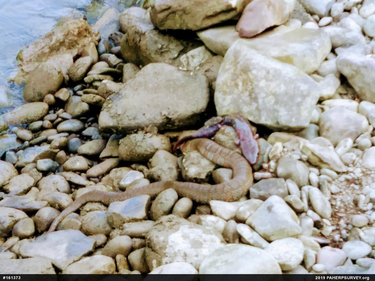 Common Mudpuppy