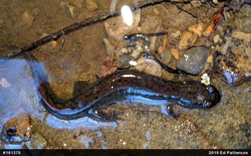 Northern Dusky Salamander