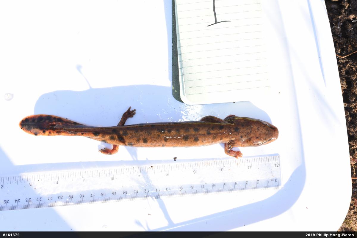 Common Mudpuppy