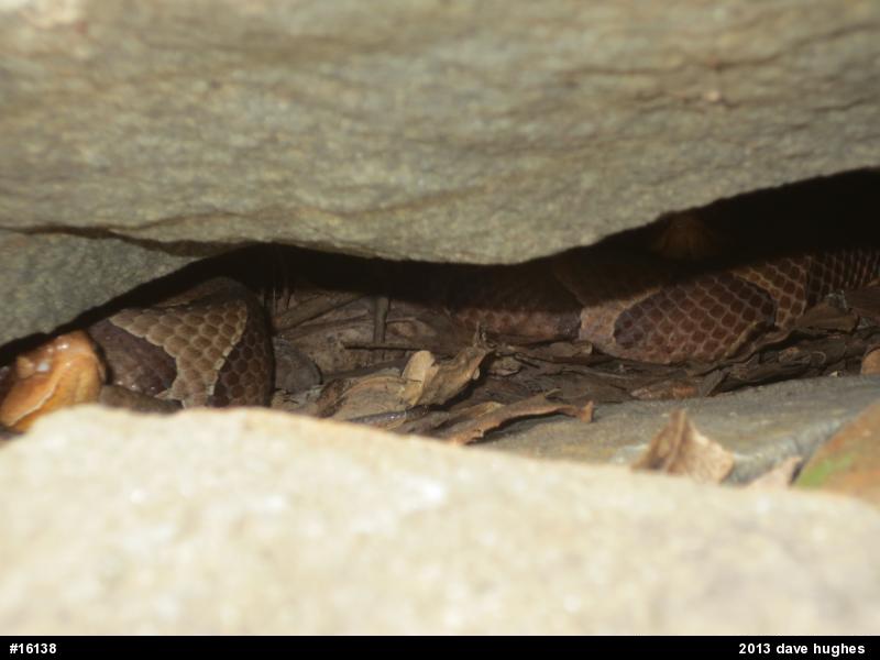 Northern Copperhead