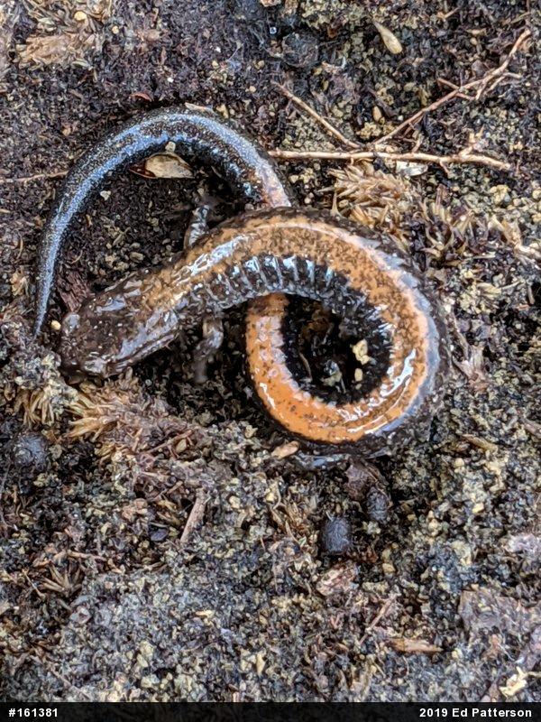 Eastern Red-backed  Salamander