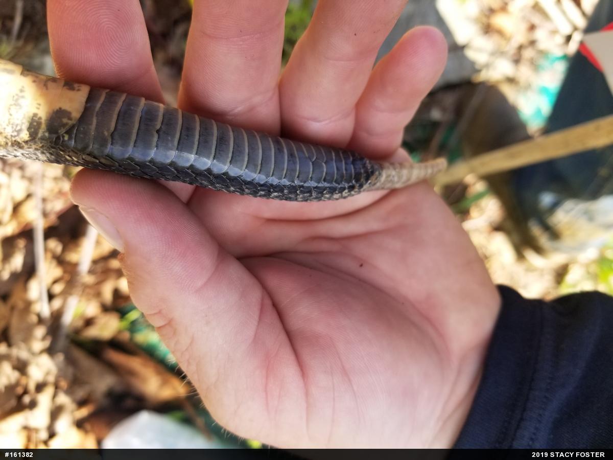 Timber Rattlesnake