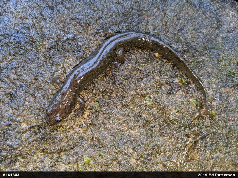 Northern Dusky Salamander