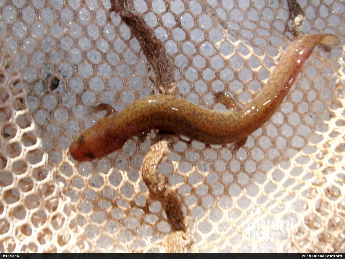 Northern Spring Salamander