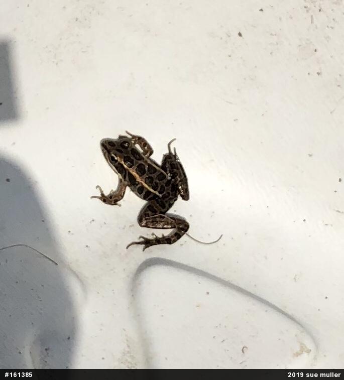 Pickerel Frog