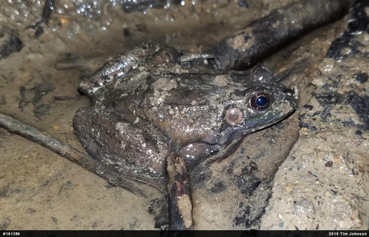 Green Frog