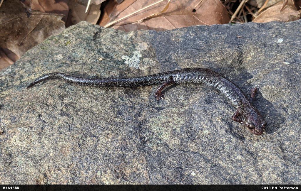Valley And Ridge Salamander
