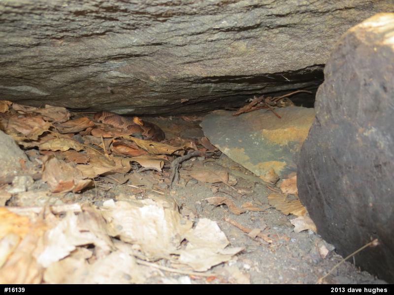 Northern Copperhead