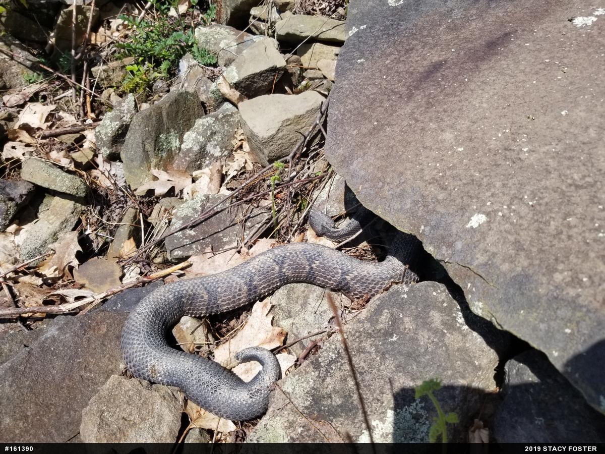 Timber Rattlesnake