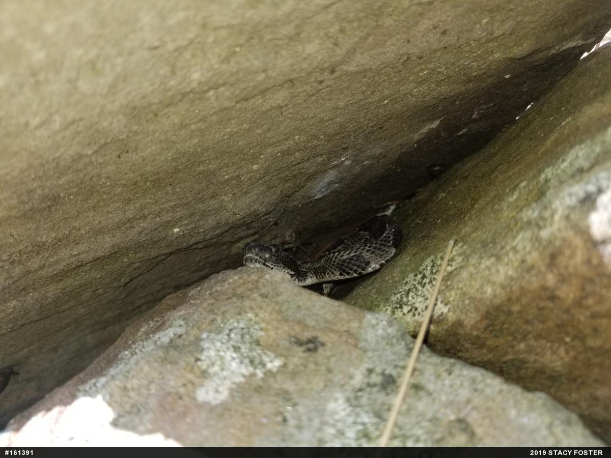 Timber Rattlesnake