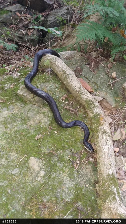 Eastern Ratsnake