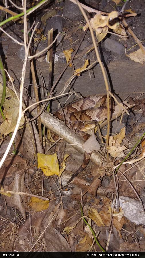 Northern Copperhead