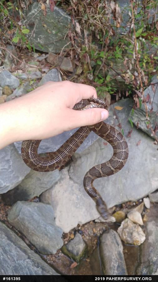 Northern Watersnake