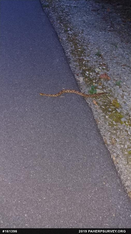 Northern Copperhead
