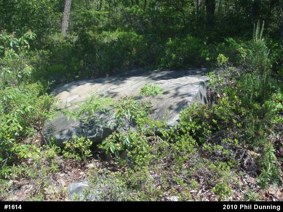 Timber Rattlesnake