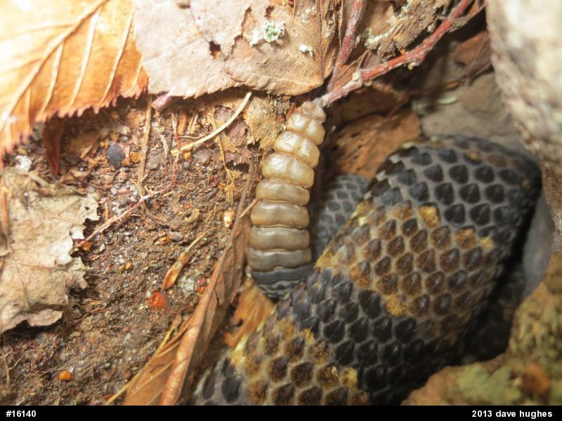 Timber Rattlesnake